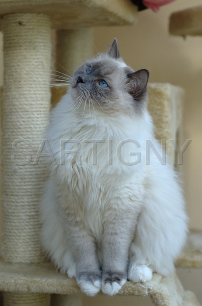 RAGDOLLS 018.jpg